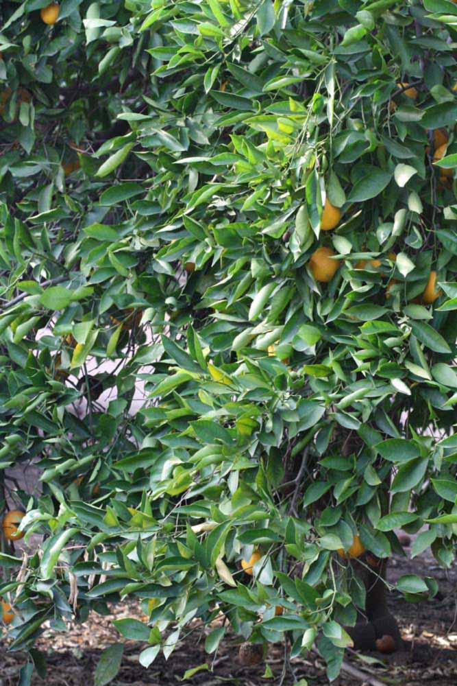            Habit (Rotuma Island, Riverside, CA)   